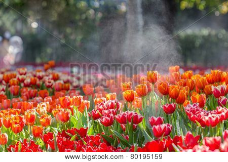 Blooming Spring Flowers Tulips In The Garden