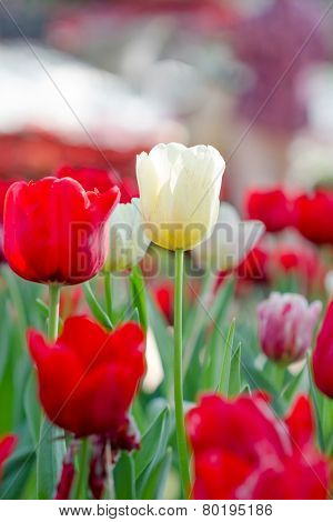 Blooming Spring Flowers Tulips In The Garden