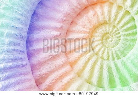 Ammonite Prehistoric Fossil