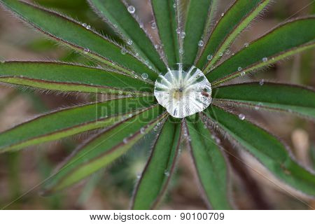 Lupine Leafs And Water Drops