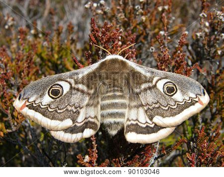Emperor Moth