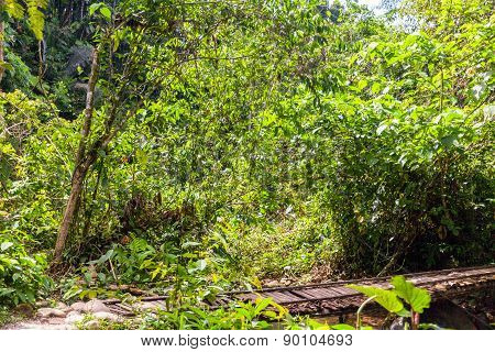 Plants In The Amazon Jungle, National Park Yasuni, South America