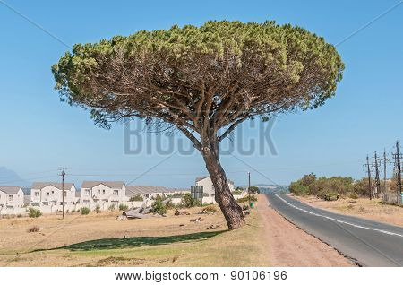 Pine Tree In Somerset West