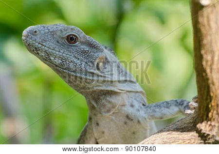 Ctenosaura pectinata