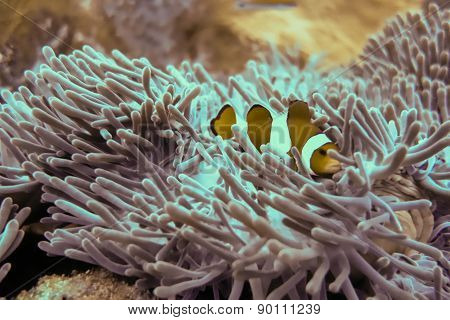 Fish in a sea anemone