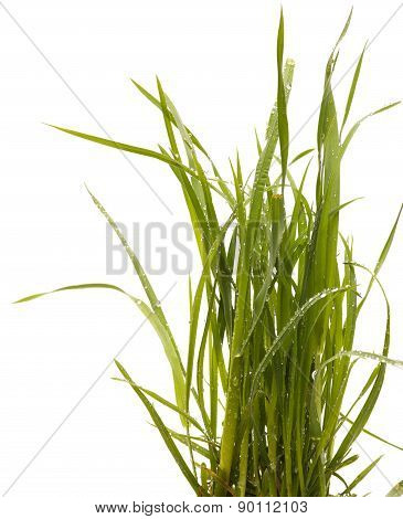 Green grass isolated white background. Sedge.