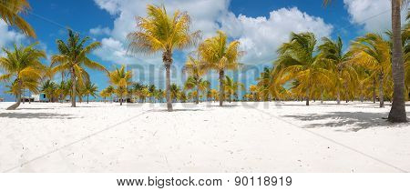 Palm trees on the white sand. Playa Sirena. Cayo Largo. Cuba.
