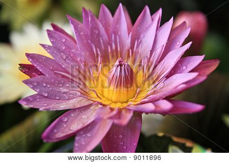 Lotus