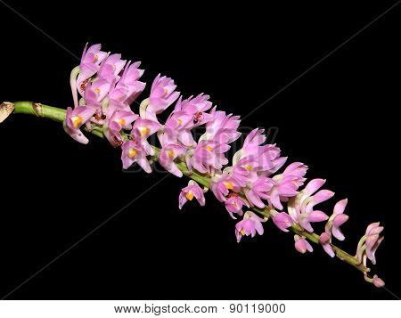 Thai Pink Orchids