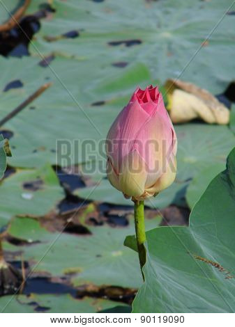 Lotus