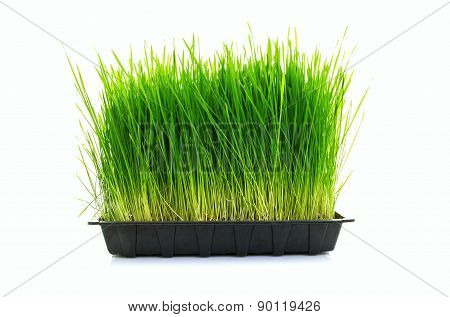 Nutritious Tray Of Homegrown Wheatgrass