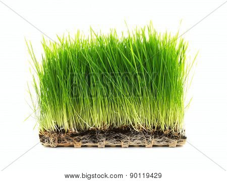 Homegrown Wheatgrass