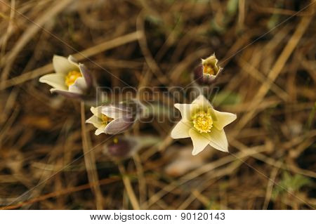 flower Pulsatilla