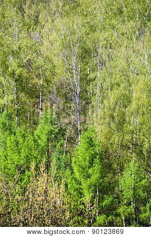 Above View Of Green Crones Of Trees In Spring