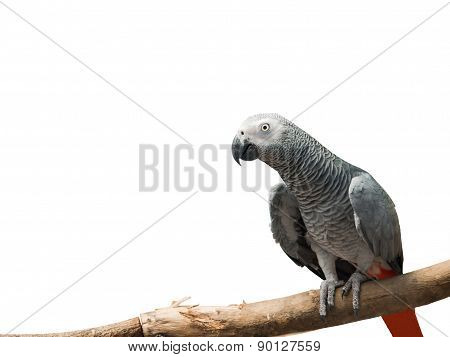 African Grey Parrot