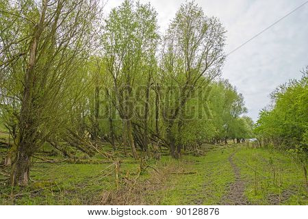 Decidious trees and dead trees in nature in spring