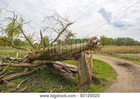 Decidious trees and dead trees in nature in spring
