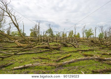 Decidious trees and dead trees in nature in spring