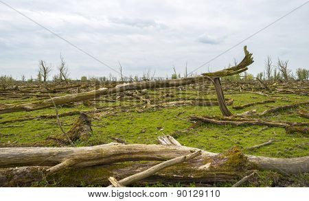 Decidious trees and dead trees in nature in spring