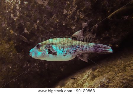 Puffer fish