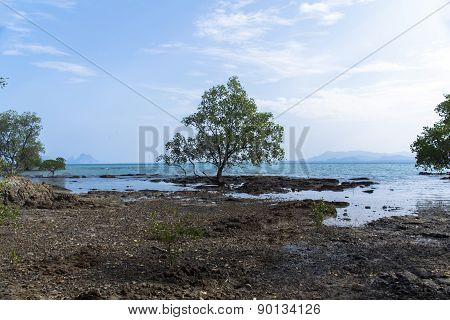 Mangrove Trees.