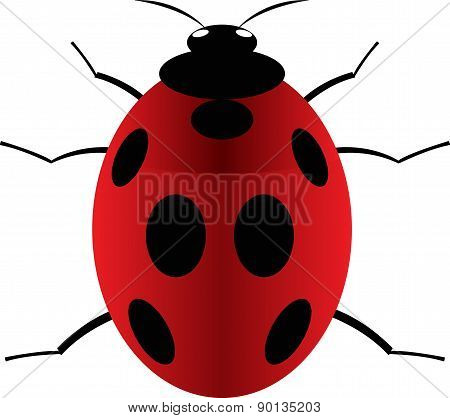Ladybird