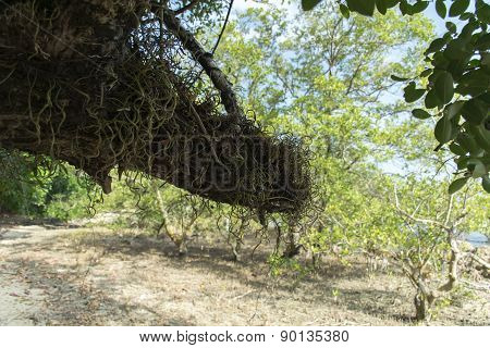 Tree.
