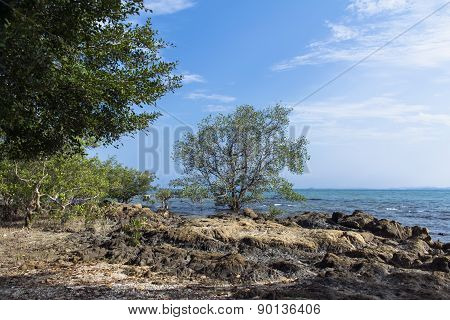 Mangrove Tree