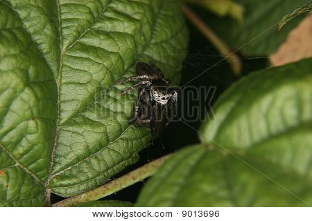 Jumping Spider (Salticidae)