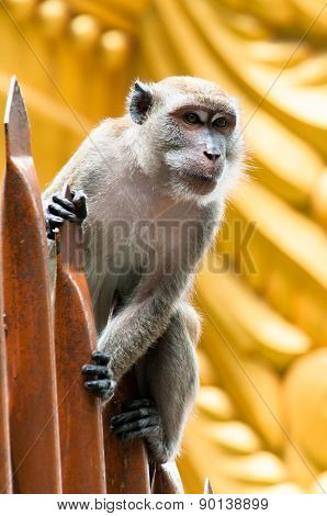 Batu Caves Monkey