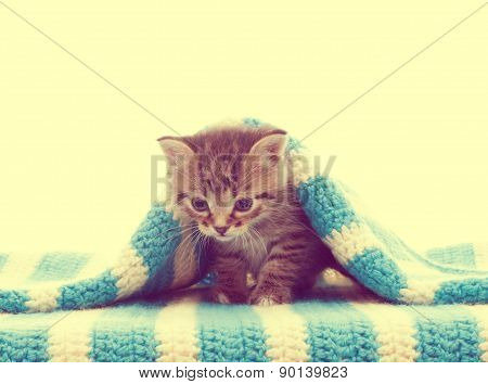 Tabby Kitten And A Blue Blanket