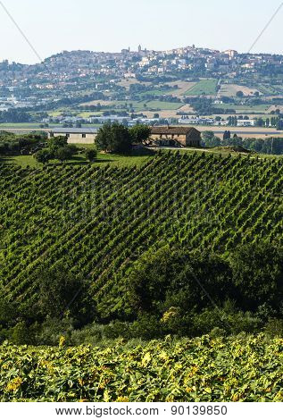 Summer Landscape In Marches (italy)