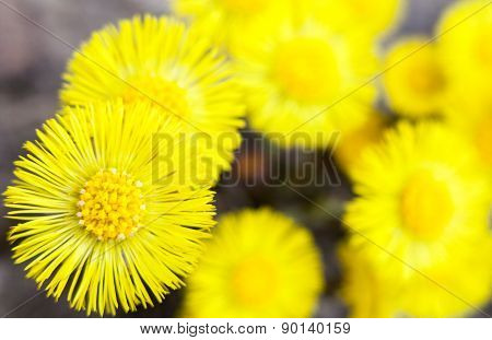 Yellow Coltsfoot Flowers (tussilago Farfara)