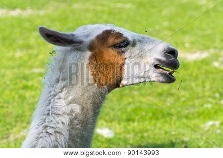 Llama (lama Glama)