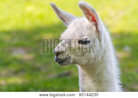 Llama (lama Glama) Baby