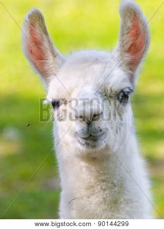 Llama (lama Glama) Baby