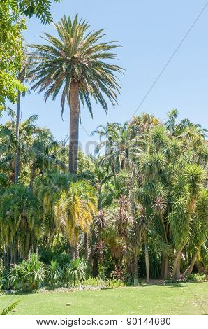 Company Garden, Cape Town