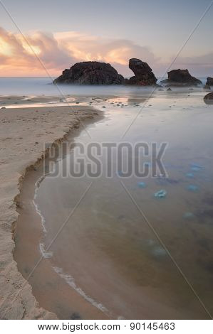 Blue Blubber Jelliyfish At Sunrise