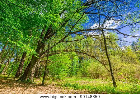 Green Springtime Forest