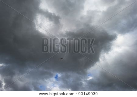 Bird flying into deteriorating weather in spring