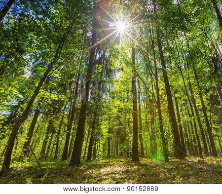 Green Springtime Forest