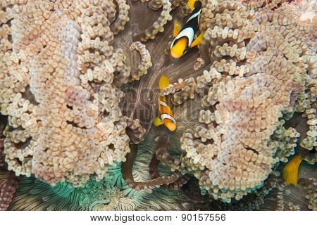 Fishes in a sea anemone