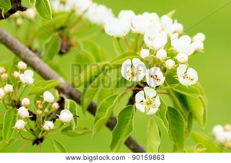 Pear (pyrus Communis)