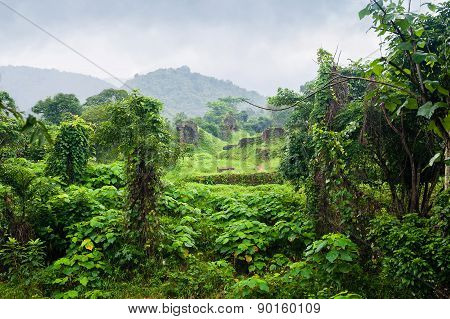 Jungle Vietnam