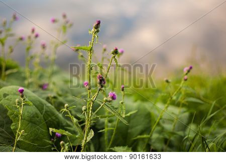wild flower