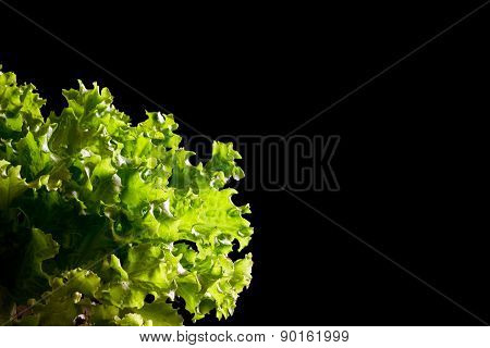 Fresh Green Lettuce Salad Fragment On Black Background