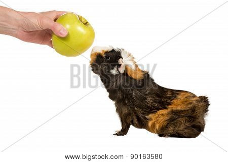 Guinea Pig Sniffing An Apple