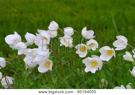 Flowers anemones