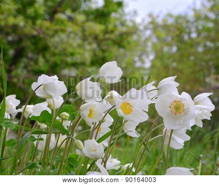 Flowers anemones
