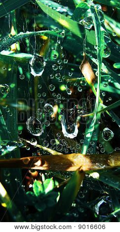 Trasparente rugiada del mattino, gocce d'acqua e Web su sfondo verde